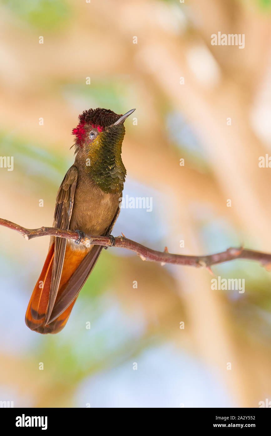Hummingbird est assis sur l'arbre en face de brindille Banque D'Images