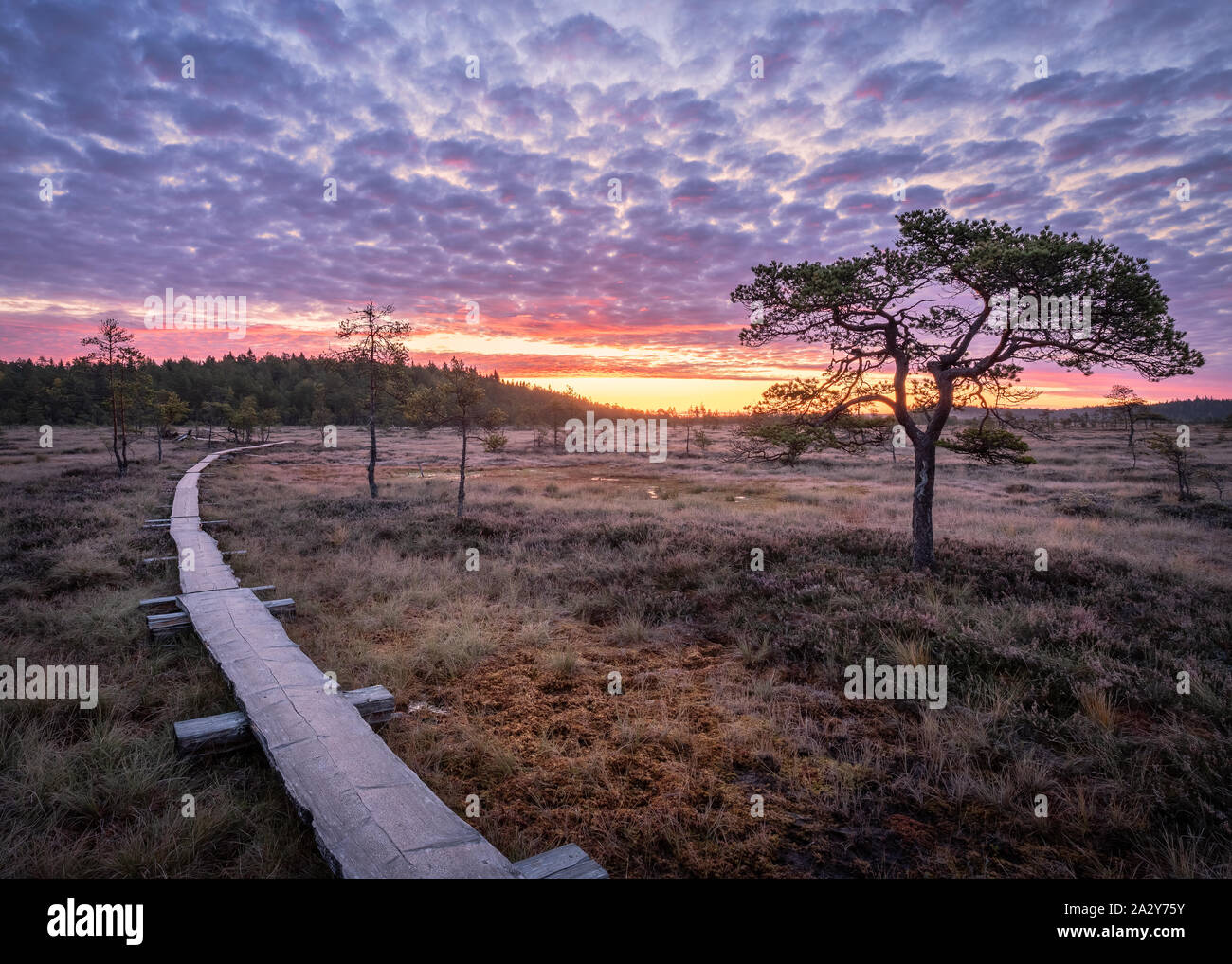 Vue panoramique de marécage à wooden path et magnifiques lever du soleil au matin d'automne en Finlande Banque D'Images