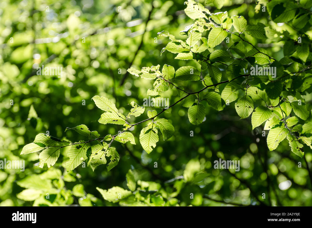 Feuillage vert rétroéclairé dans la forêt en été en Allemagne, en Europe occidentale Banque D'Images