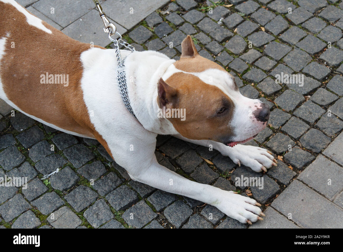 L'American Staffordshire Terrier est un guerrier sans peur et sans reproche, une forte, intelligente et fidèle chien, capable sans hésitation de l'article Banque D'Images