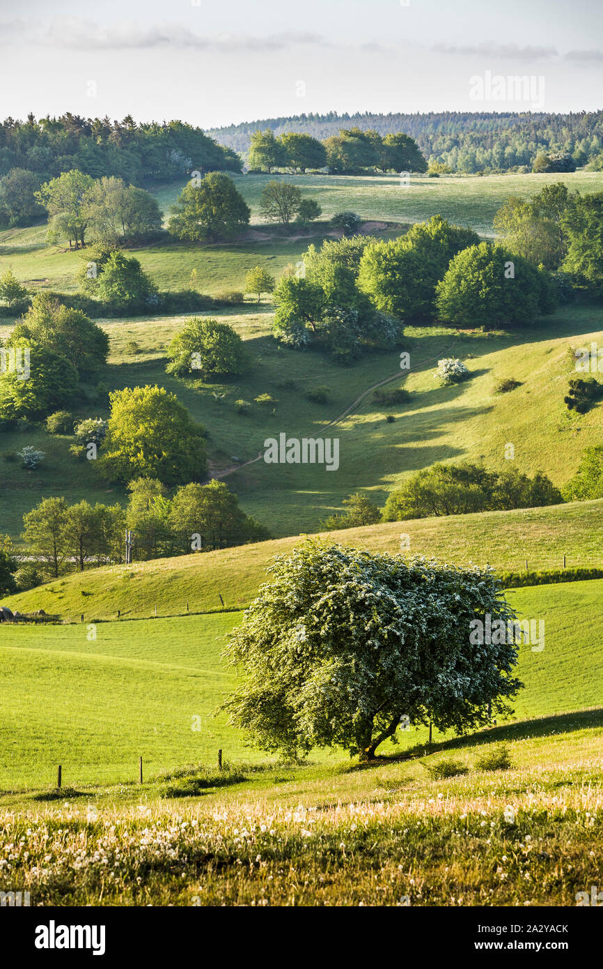 Voir de beaux paysage pastoral dans les collines de Rörum , Osterlen, Skane, Sweden. La Scandinavie. Banque D'Images