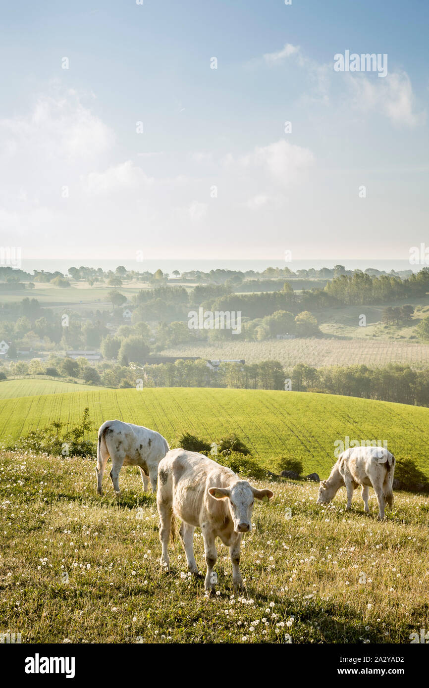 Jeune vache en milieu rural paysage pré sur les collines de Rörum en été, Osterlen, Skane, Suède, Scandinavie Banque D'Images