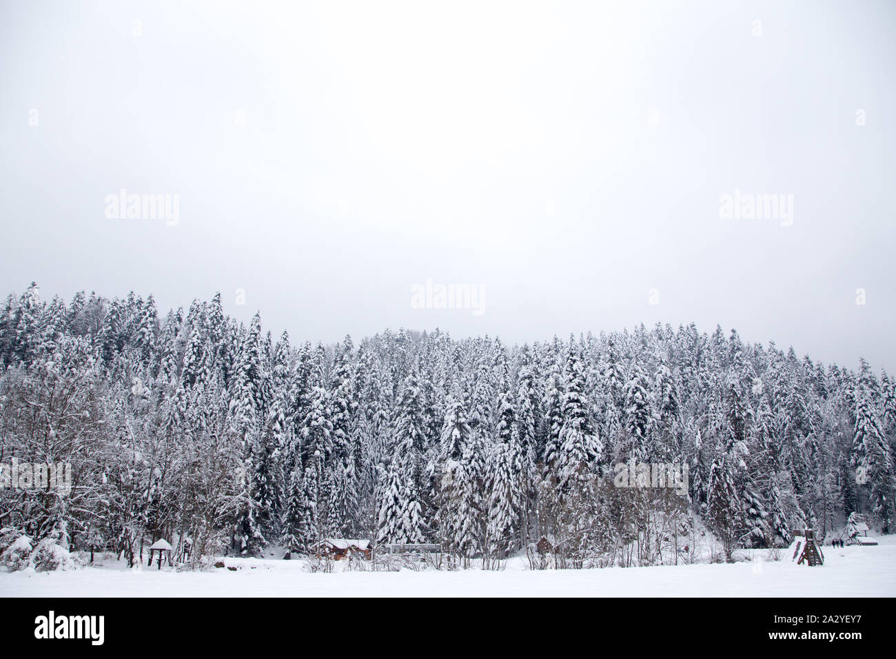Fond de Noël avec les sapins enneigés. Beau paysage de montagne d'hiver. Banque D'Images