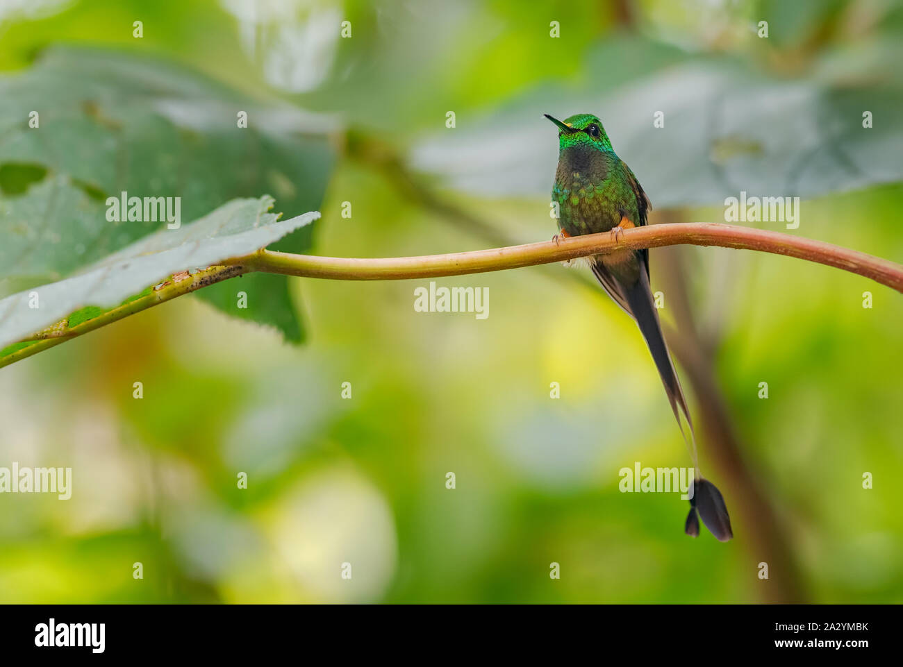 Raquette démarré-queue - Ocreatus underwoodii, belle spéciale à longue queue de hummingbird pentes andines de l'Amérique du Sud, sauvage, l'Equateur. Sumaco Banque D'Images