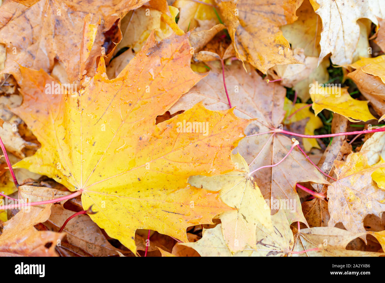 Feuilles d'érable Feuilles Automne background.sur le terrain. Banque D'Images