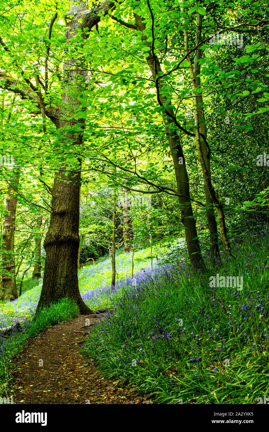 Bluebells à woodland Banque D'Images