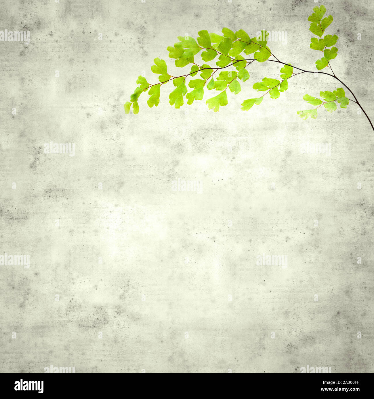 Vieux papier fond élégant texturé, carré, avec Adiantum capillus-veneris, adiante noir Banque D'Images