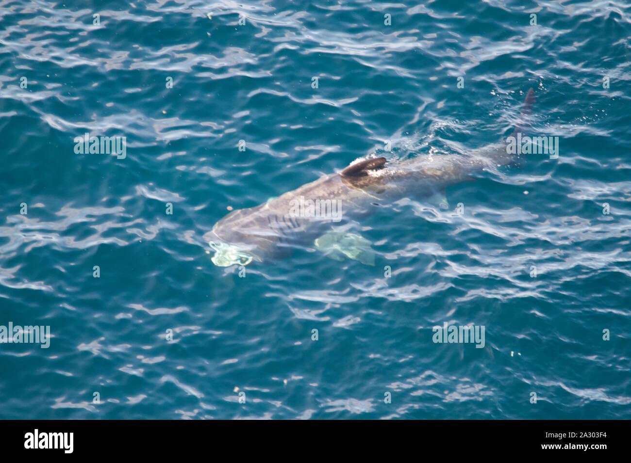 L'alimentation du requin pèlerin, Îles Orkney Banque D'Images