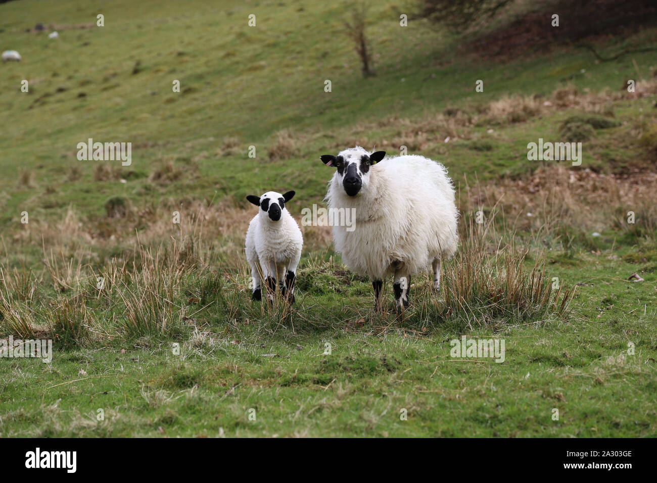 Les brebis avec agneau dans un champ vert, dans la campagne galloise Banque D'Images
