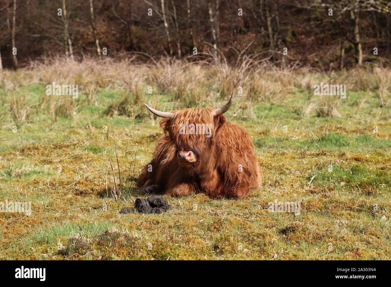 Aberdeen Angus vache couchée dans un champ Banque D'Images