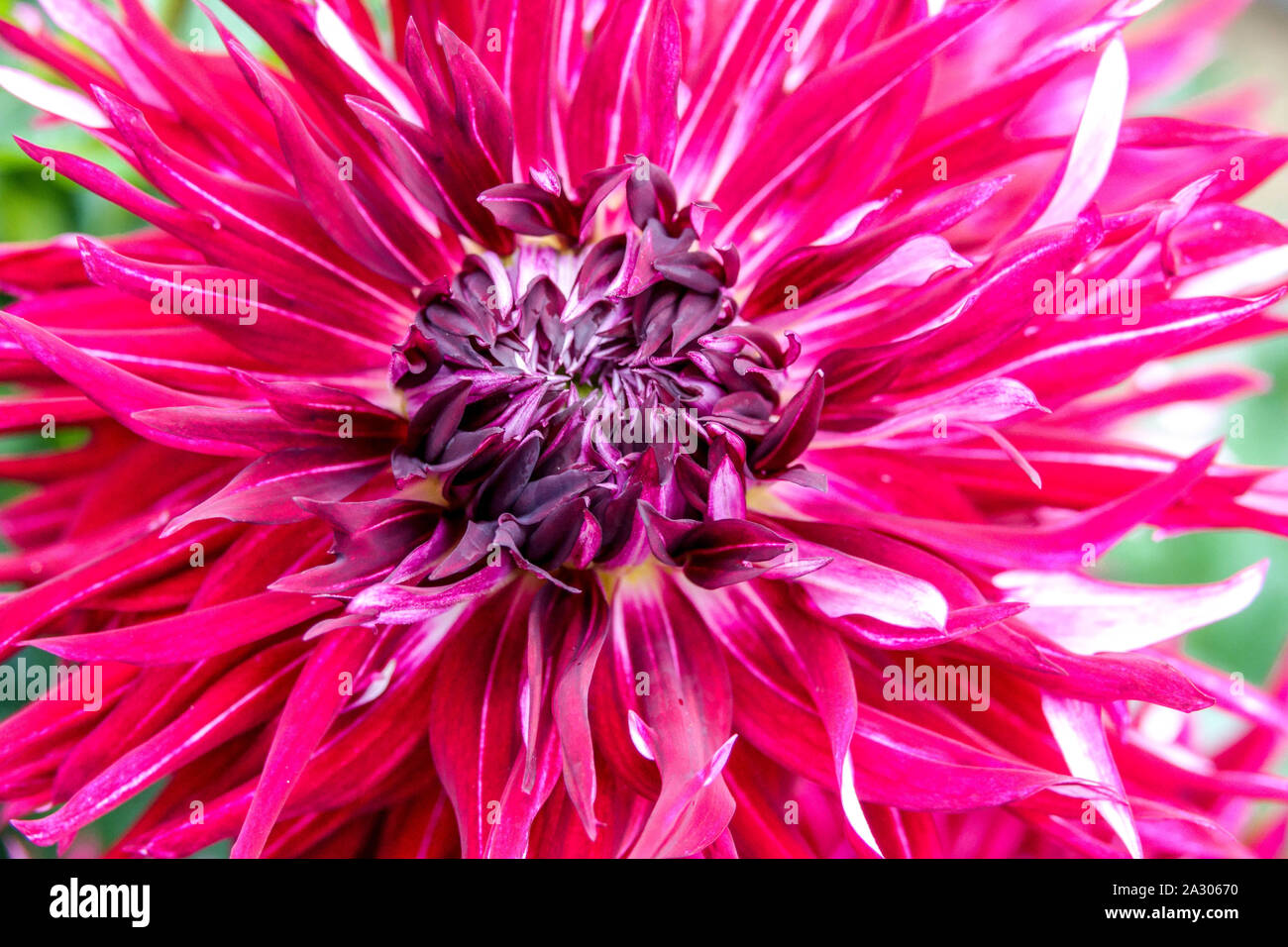 Dahlia rouge close up flower fleur Dahlia 'Normandie' Wild Willie Banque D'Images