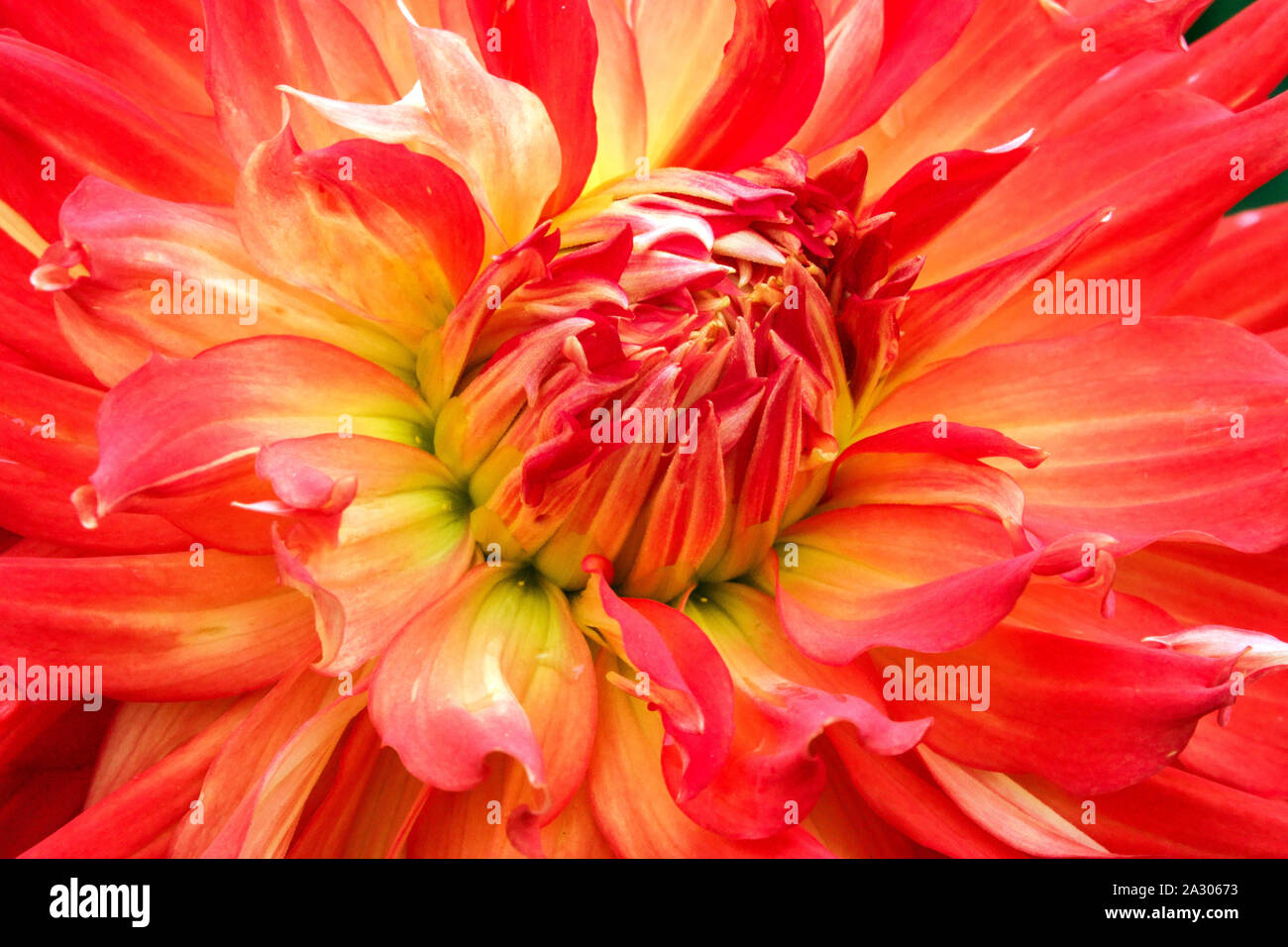 Dahlia Orange Fleur Fleur close up Dahlia 'Fired Up' Banque D'Images