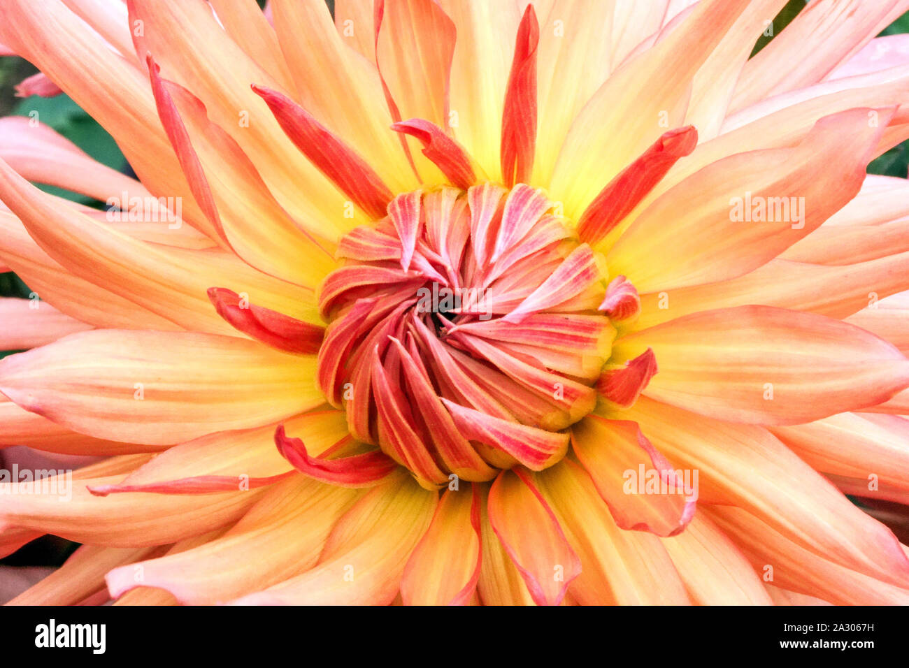 Dahlia orange fleur de gros plan Dahlia fleur 'Nutley Sunrise' Dahlia fleur pastel Banque D'Images