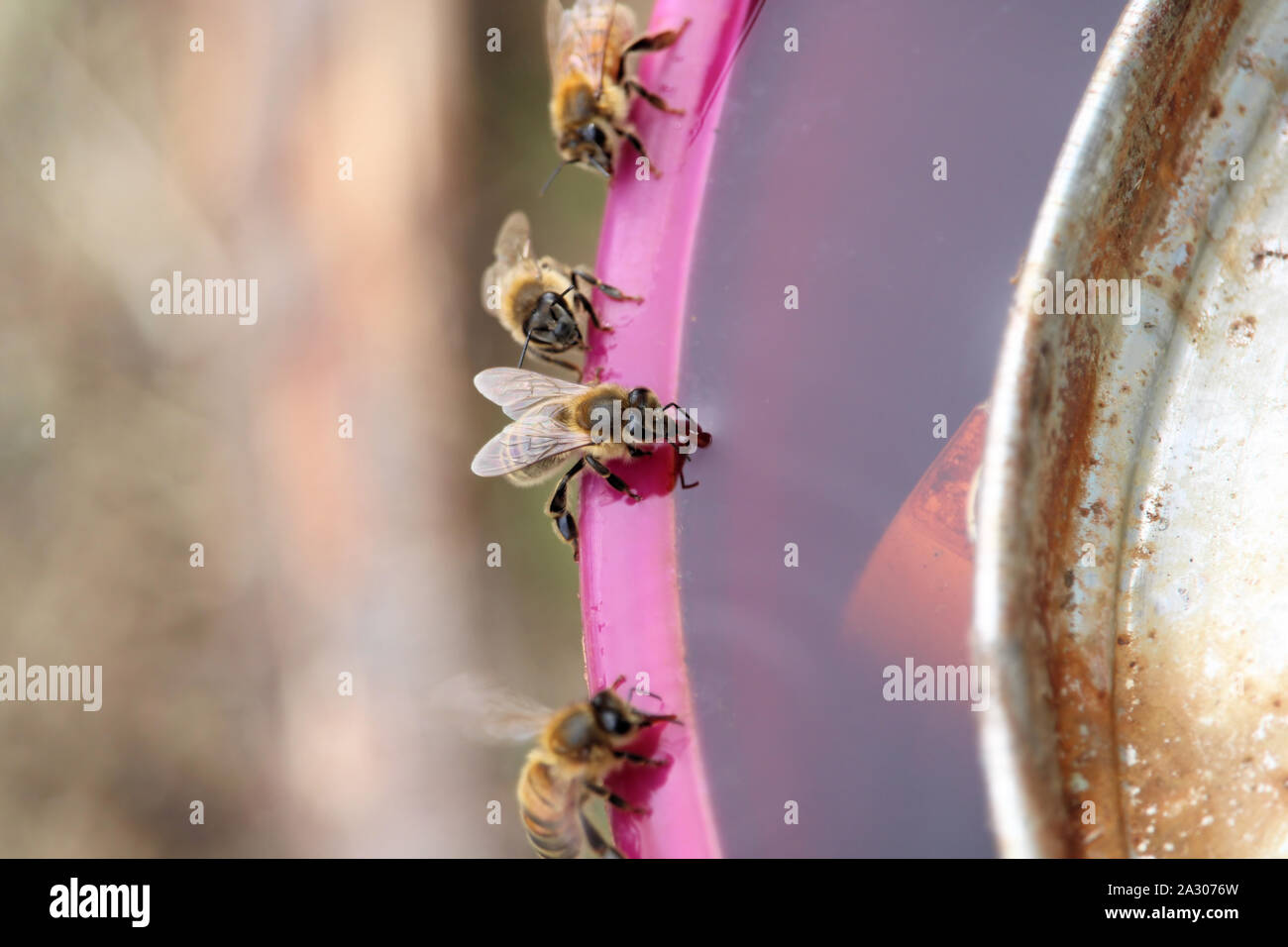 La collecte de l'eau'abeille à miel (Apis mellifera), de la langue, l'Australie du Sud étendu Banque D'Images