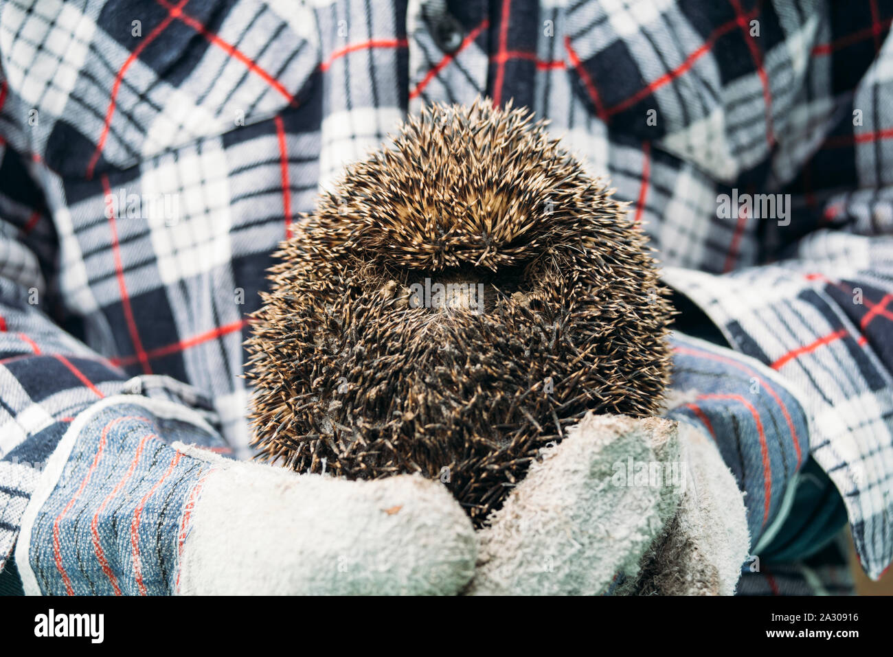 Man holding European forest hedgehog dans les mains gantées Banque D'Images