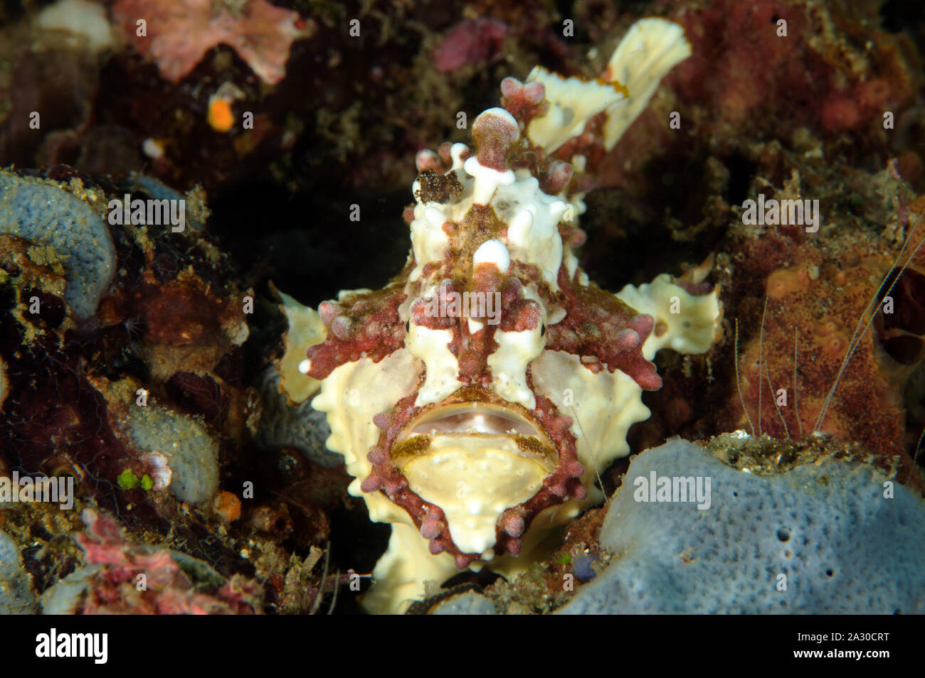 Poisson grenouille verruqueux, Antennarius maculatus Sulawesi Indonésie Banque D'Images