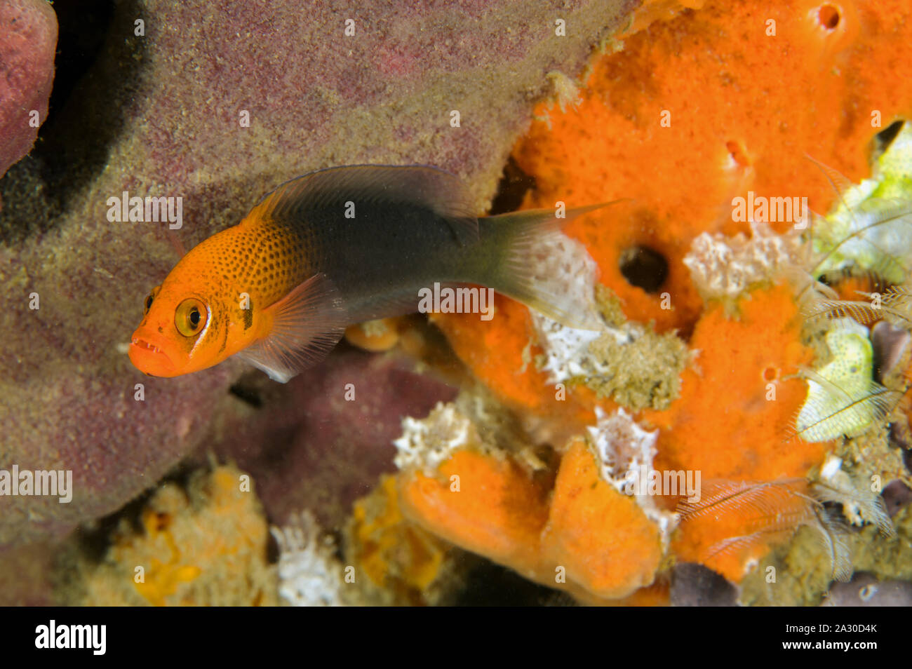 Lyretail Pseudochromis steenei dottyback, Sulawesi, Indonésie. Banque D'Images