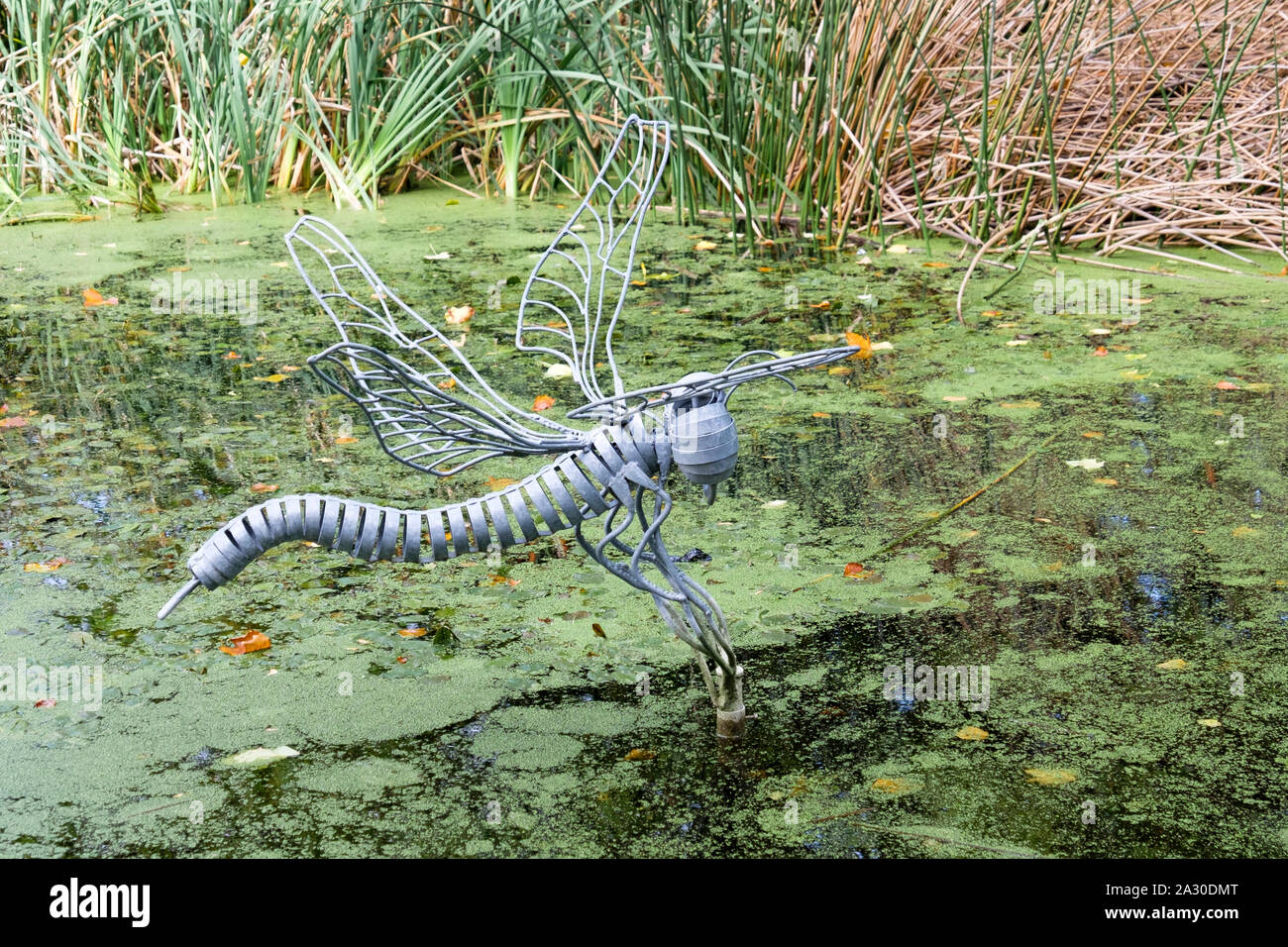 La sculpture de libellules dans l'étang de Wroughton Wiltshire UK Banque D'Images