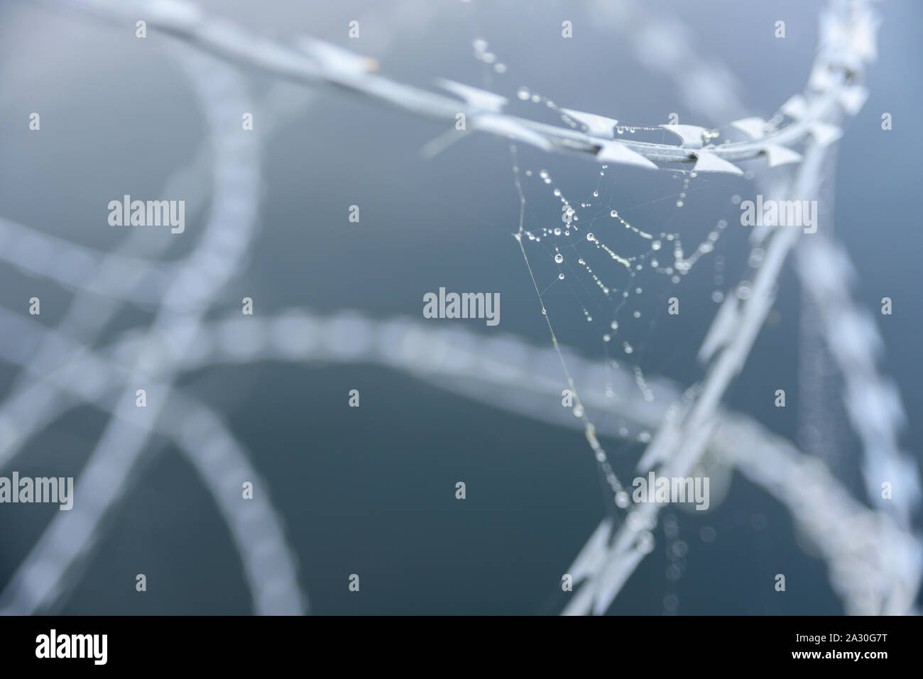 Spider web avec des gouttes d'eau sur des barbelés. concept de fragilité Banque D'Images