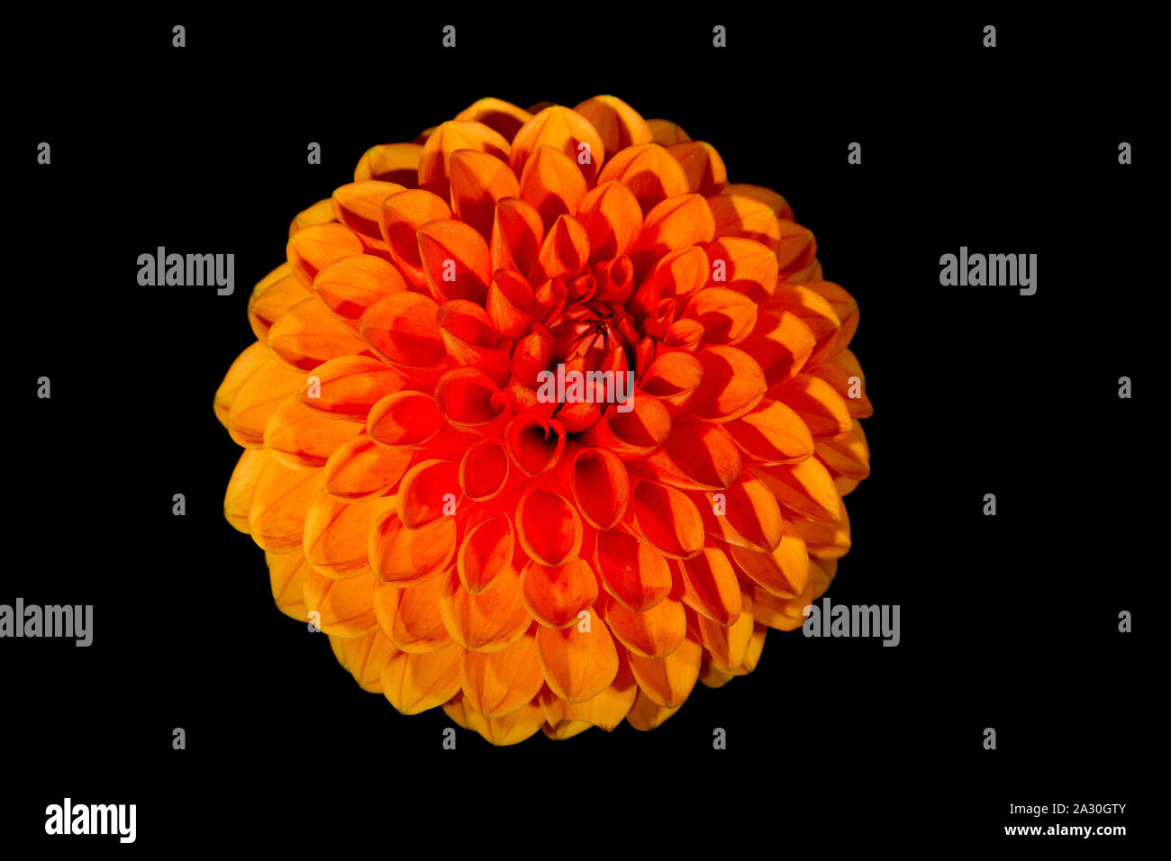 Dahlia orange sur fond noir Banque D'Images