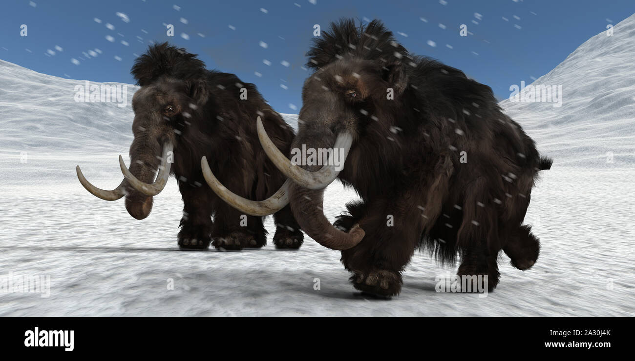 Mammoth extrêmement détaillées et réalistes et d'images 3D haute résolution Banque D'Images