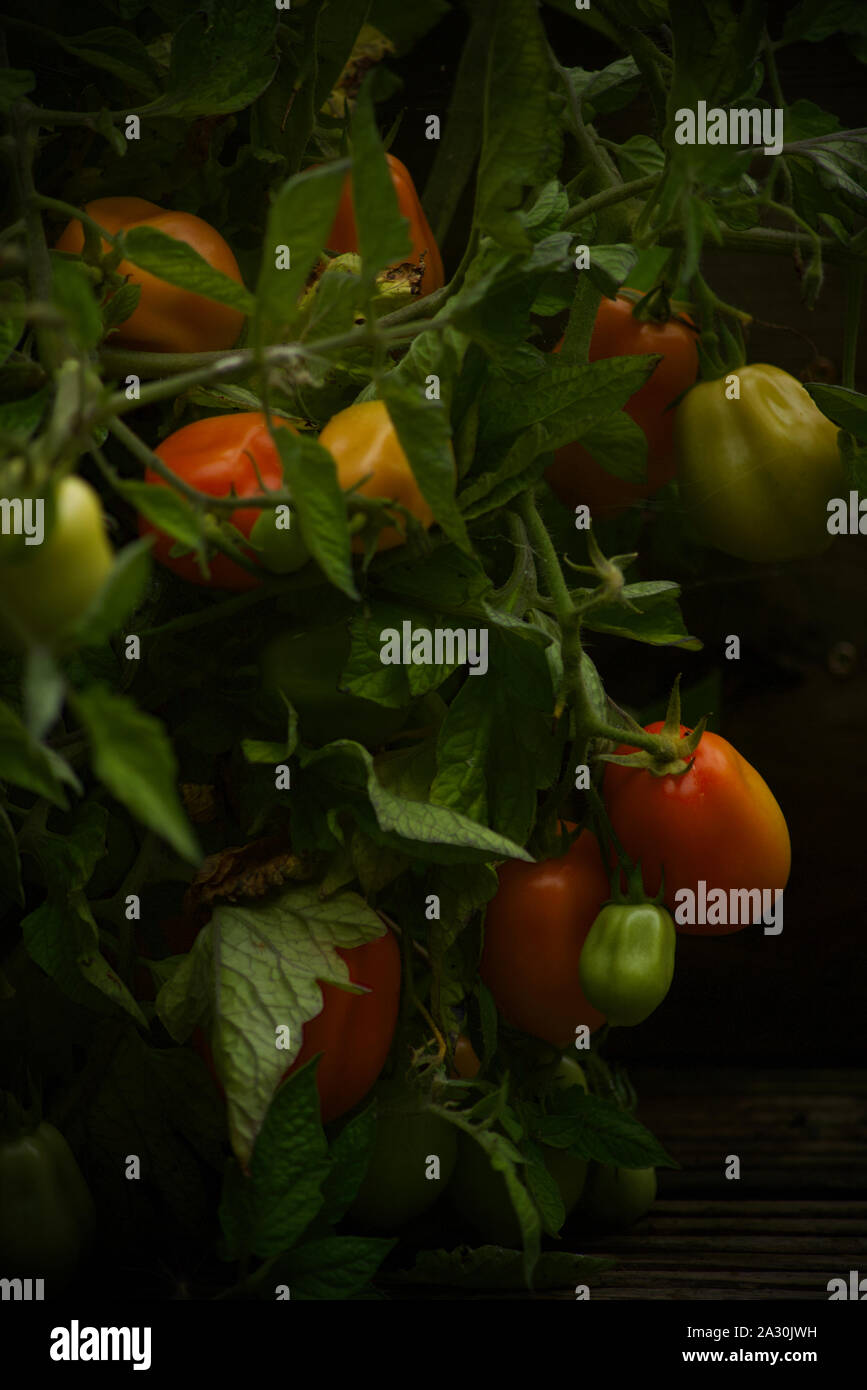 Les plants de tomates à la fin de l'été, les tomates italiennes Banque D'Images