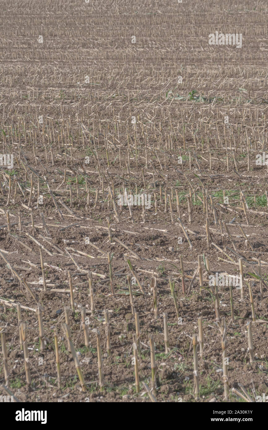 Zea mays après récolte du maïs maïs / champ de chaumes montrant des rangées de couper les tiges de maïs. Banque D'Images