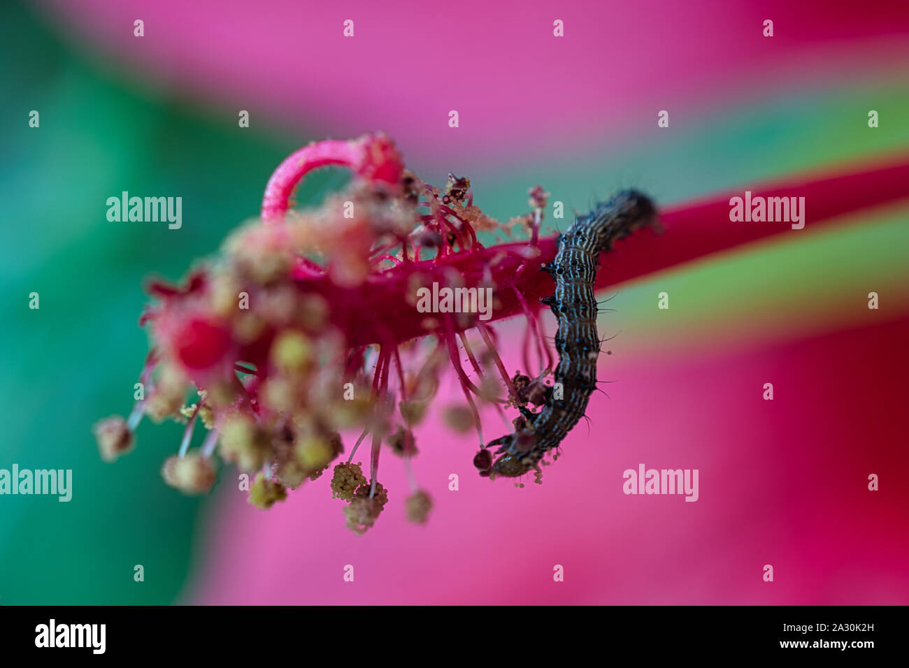 Alimentation nectar de fleurs de Caterpillar, close-up de droit de Caterpillar Banque D'Images Alimentation nectar de fleurs de Caterpillar, close-up de droit de Caterpillar Banque D'Images