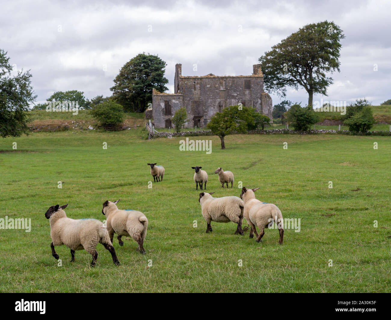 Des moutons paissant sur les terres agricoles, Tuam, comté de Galway, Irlande Banque D'Images