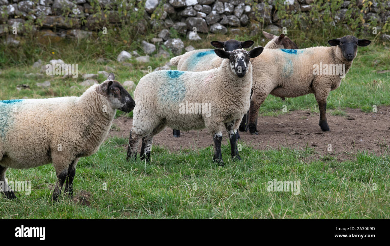 Sur une ferme de moutons, Tuam, comté de Galway, Irlande Banque D'Images