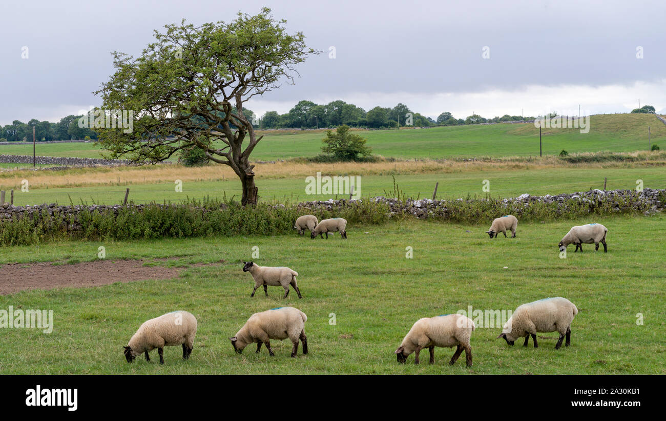 Des moutons paissant dans les pâturages, Tuam, comté de Galway, Irlande Banque D'Images