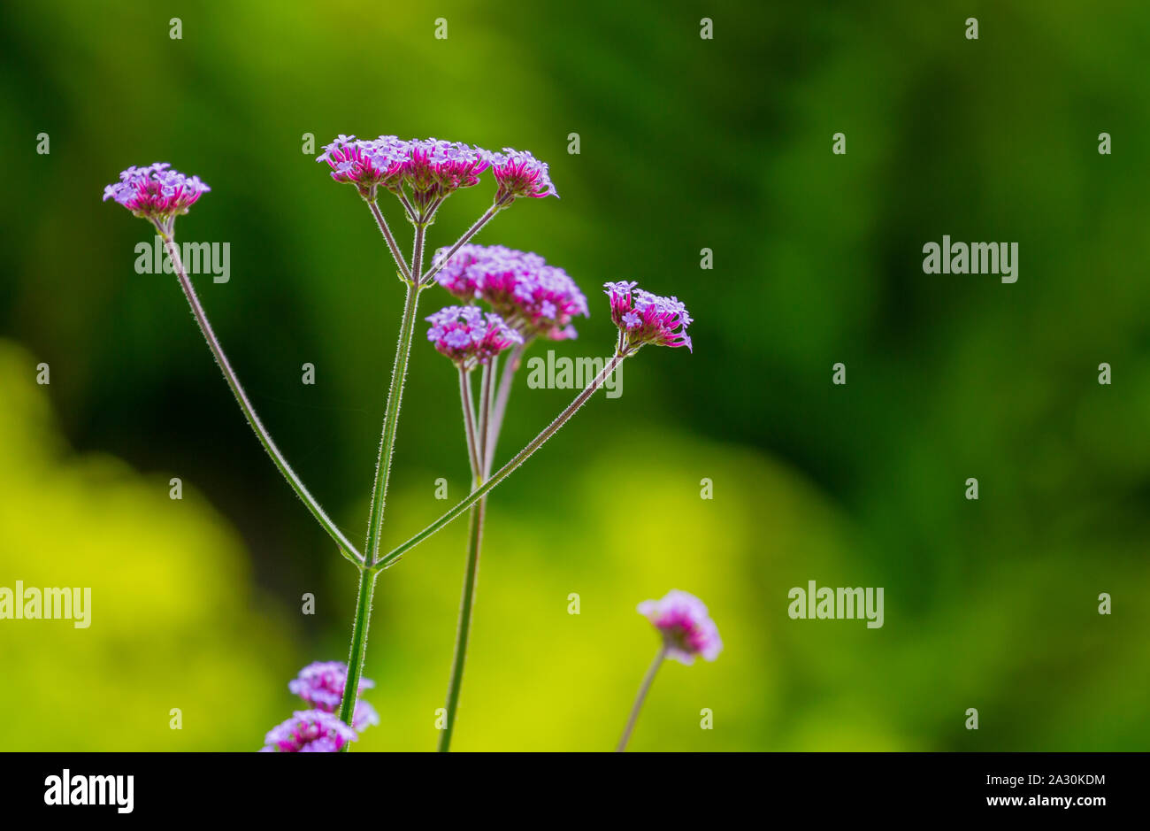 Verbena bonariensis Purpletop vervain fleur, avec fond jaune vert floue. Saison d'été dans le jardin de l'Irlande. Nature fond Banque D'Images