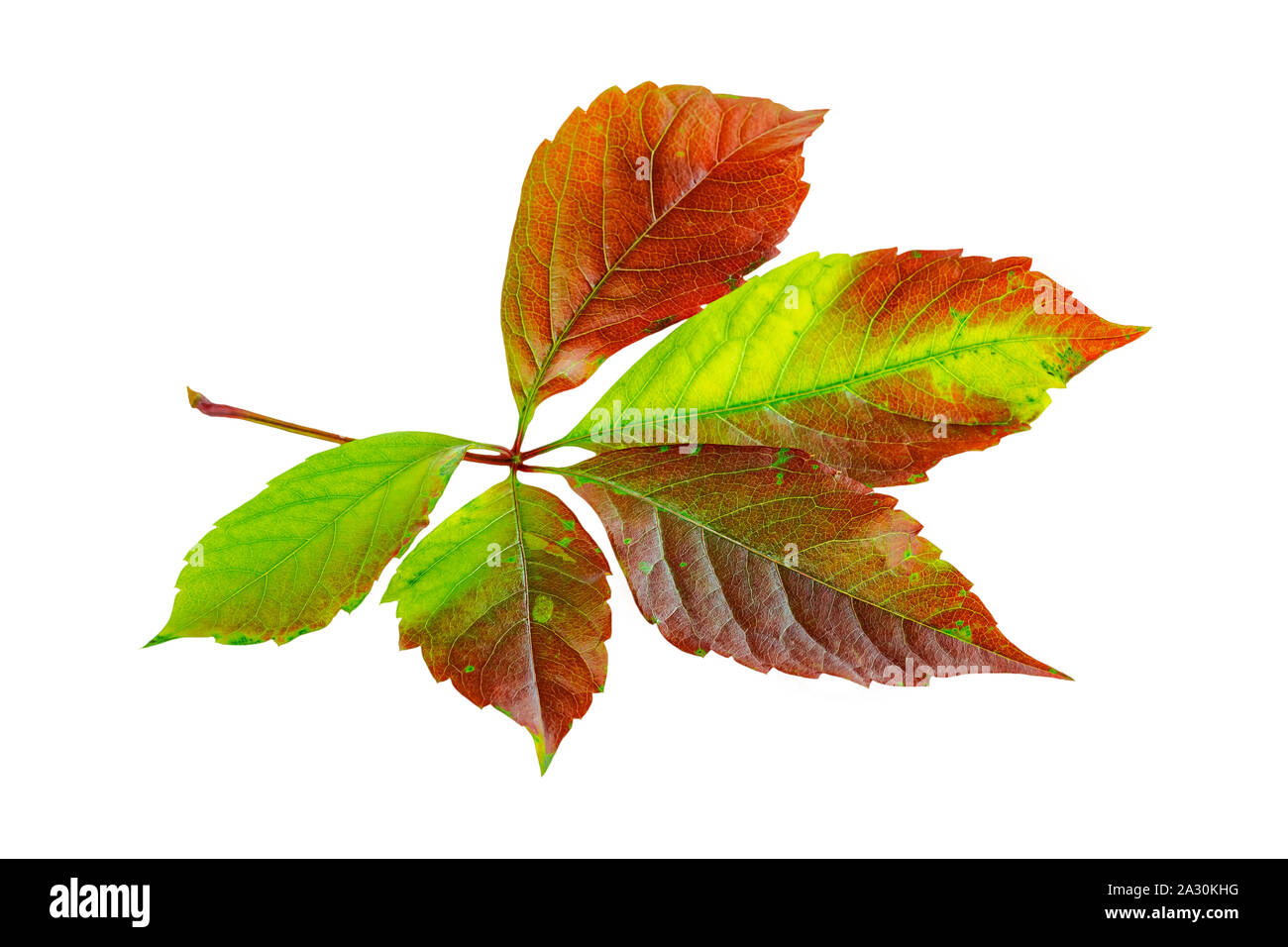 Automne Automne feuille de lierre ou vigne-vierge isolated on white Banque D'Images Automne Automne feuille de lierre ou vigne-vierge isolated on white Banque D'Images