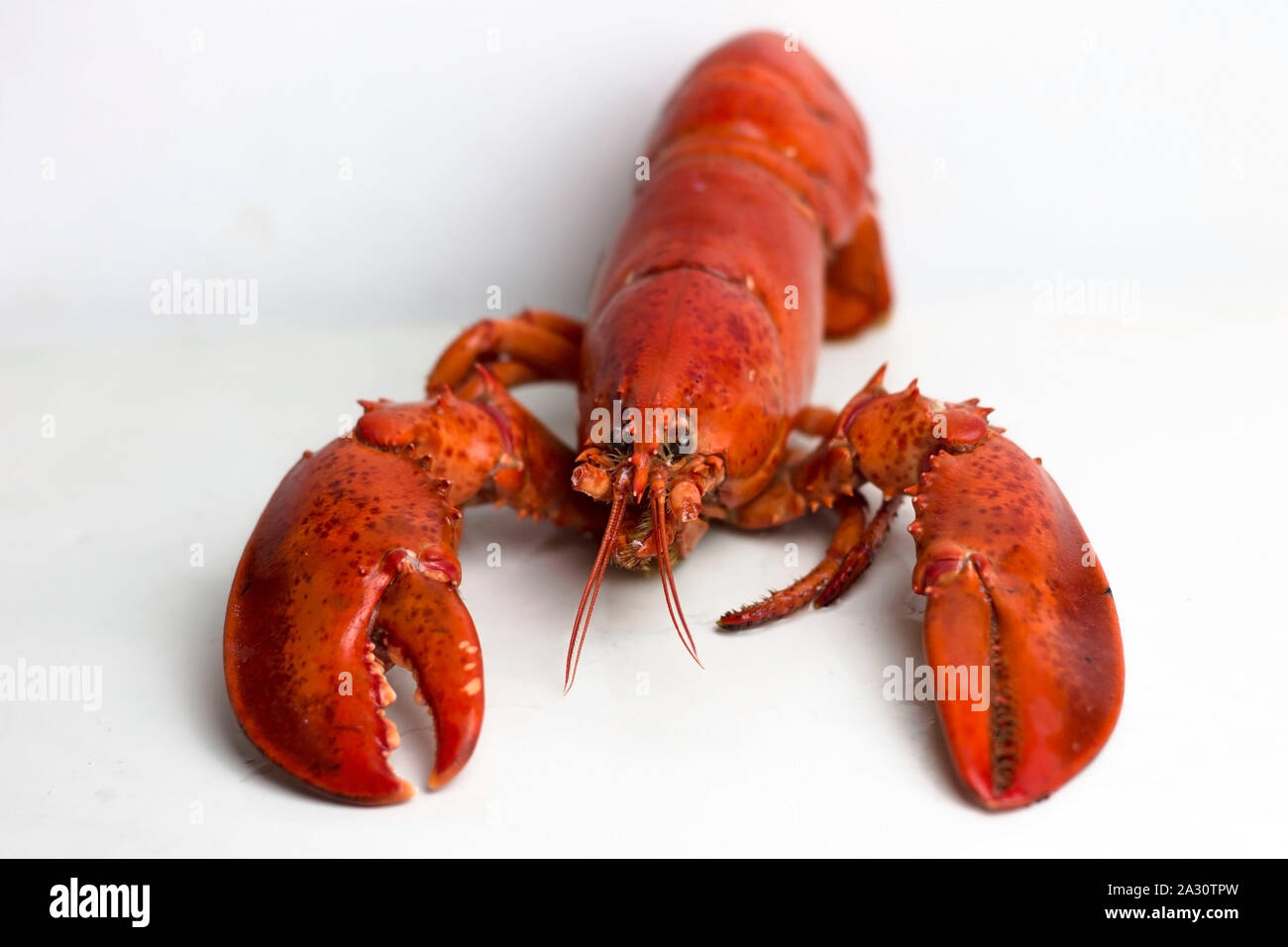 Ensemble de Red Lobster prêt à manger. Banque D'Images