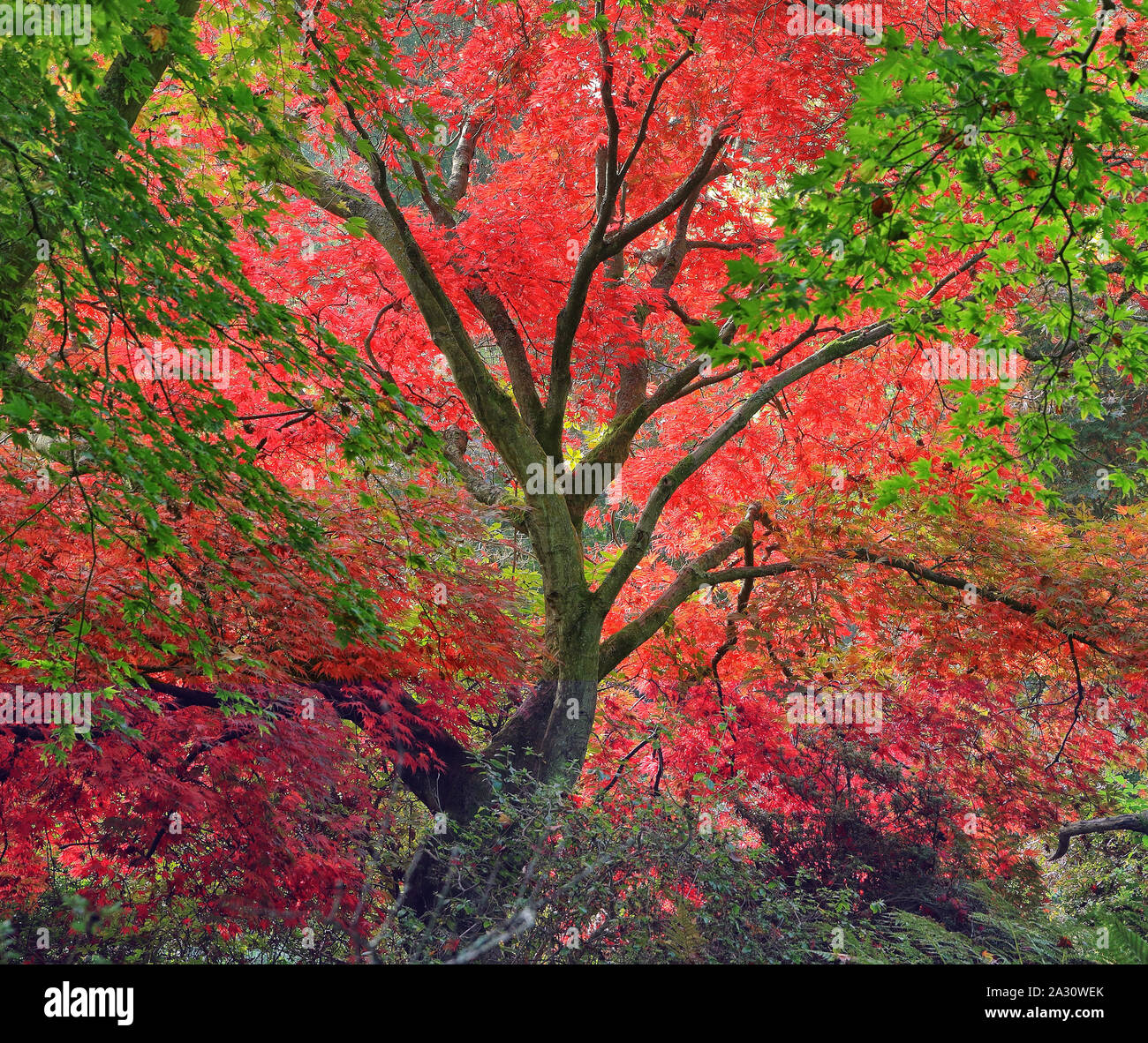 Érable au couleurs de l'automne dans une forêt anglaise Banque D'Images