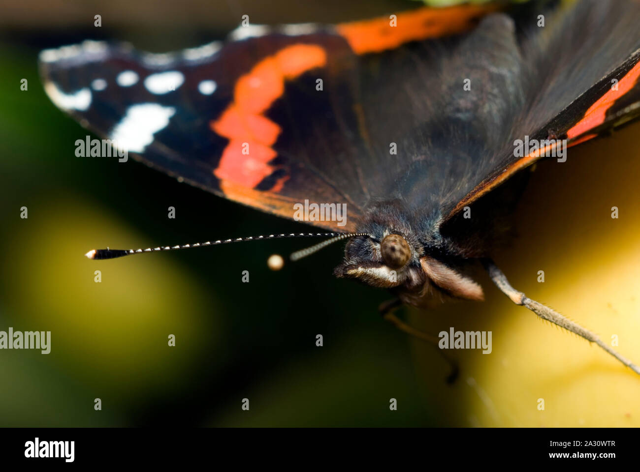 Vulcain (Vanessa atalanta) Banque D'Images