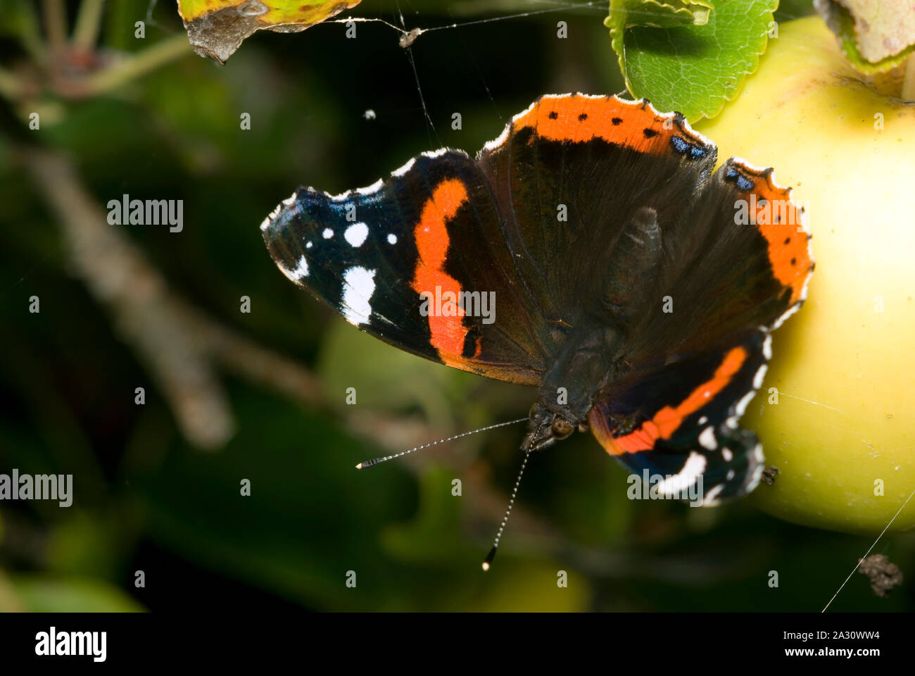 Vulcain (Vanessa atalanta) Banque D'Images