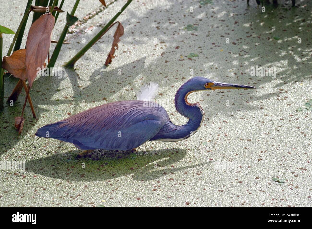 Aigrette tricolore, Egretta tricolor, dans un étang de la Floride Banque D'Images