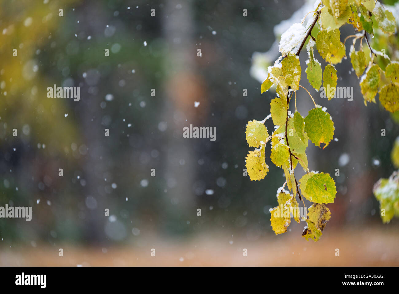 Les feuilles d'automne de tremble (Populus tremula 'Erecta') recouvert de neige, arrière-plan flou avec des chutes de neige Banque D'Images