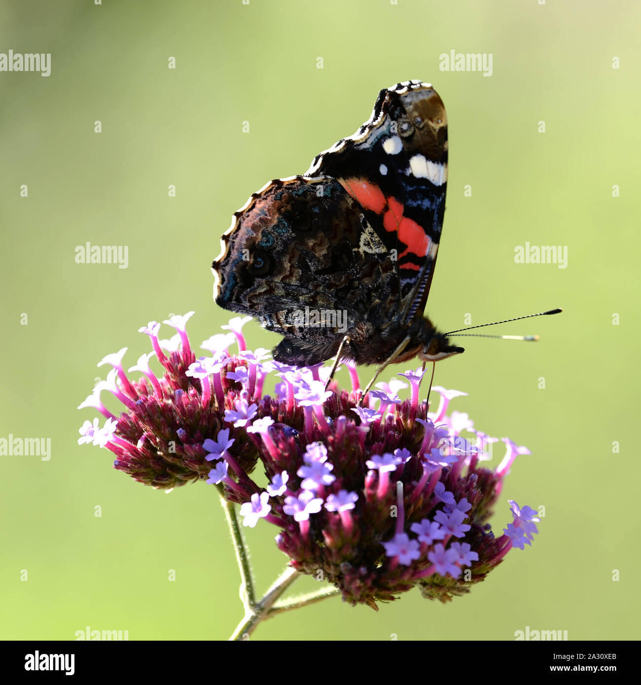 L'amiral rouge fleur papillon s'installe sur la tête de Purpletop vervain pour se nourrir de nectar dans les jardins Aberglasney Banque D'Images