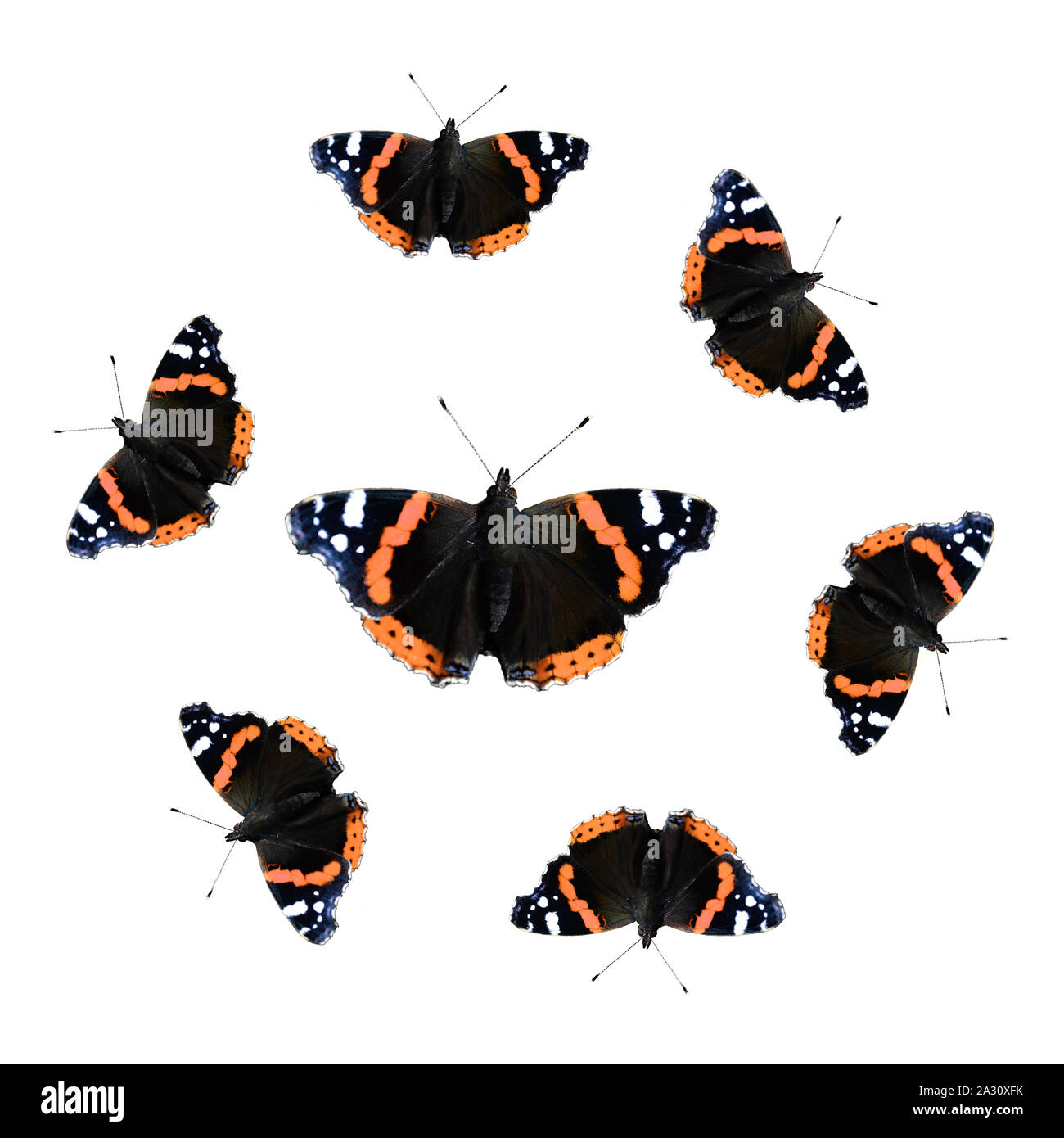 Esign vives couleurs de l'amiral rouge papillon fait un design parfait Banque D'Images