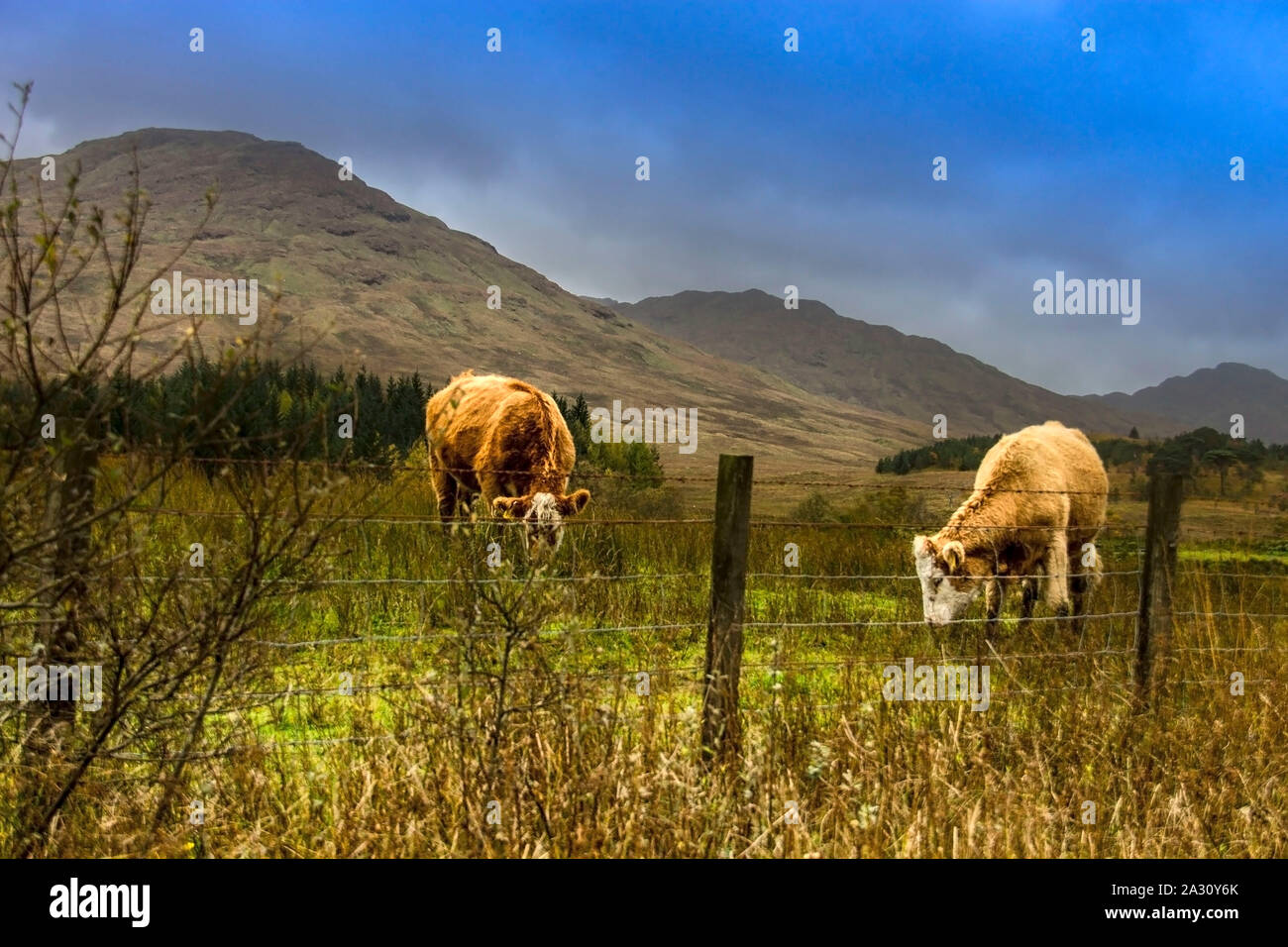 Les vaches sur le terrain dans les montagnes. Scottish Highlands, Ecosse, Royaume-Uni Banque D'Images