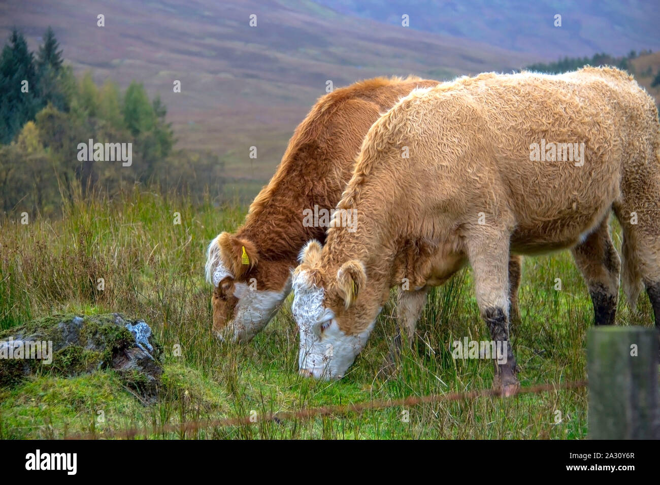 Les vaches sur le terrain dans les montagnes. Scottish Highlands, Ecosse, Royaume-Uni Banque D'Images