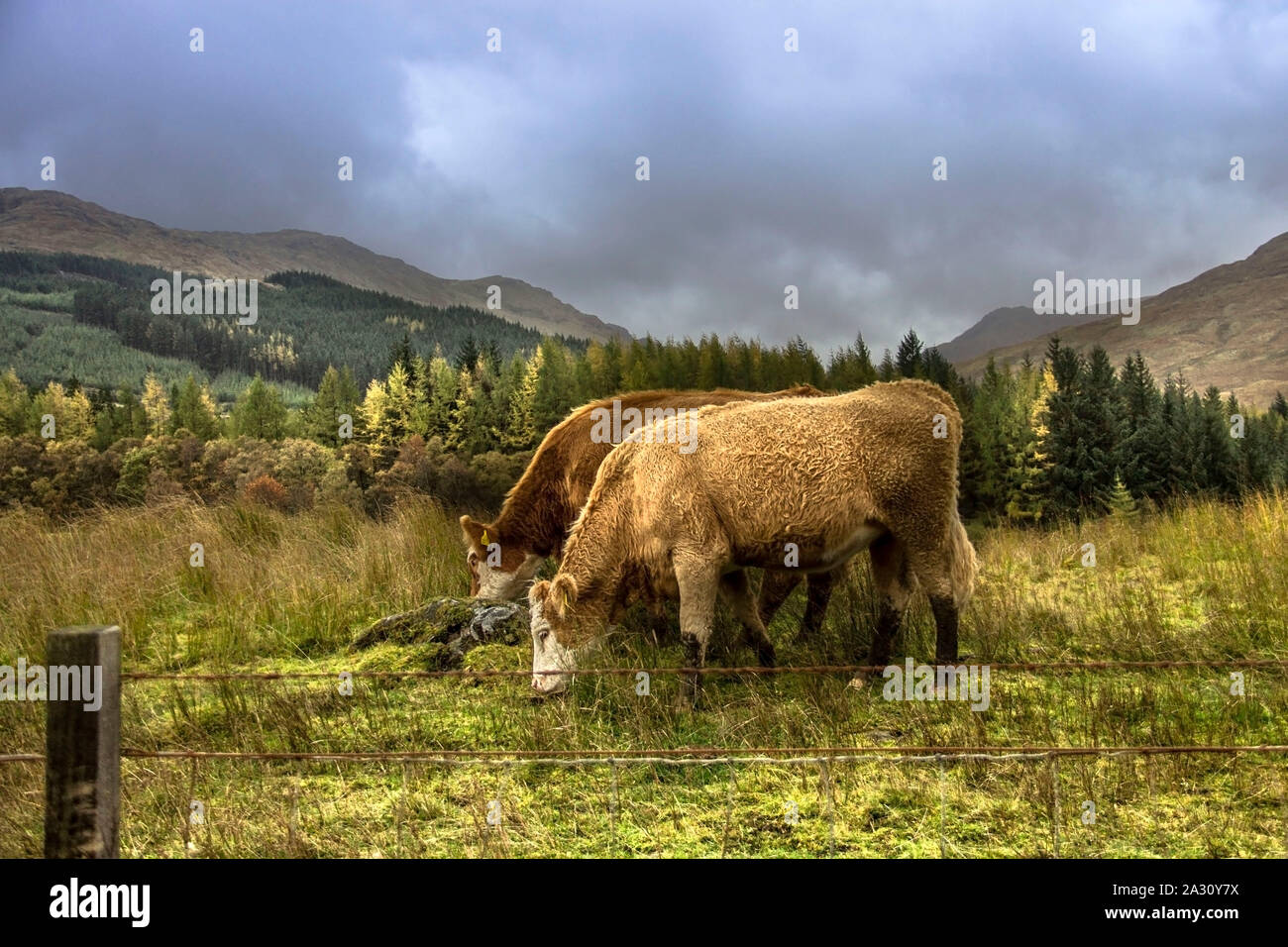 Les vaches sur le terrain dans les montagnes. Scottish Highlands, Ecosse, Royaume-Uni Banque D'Images