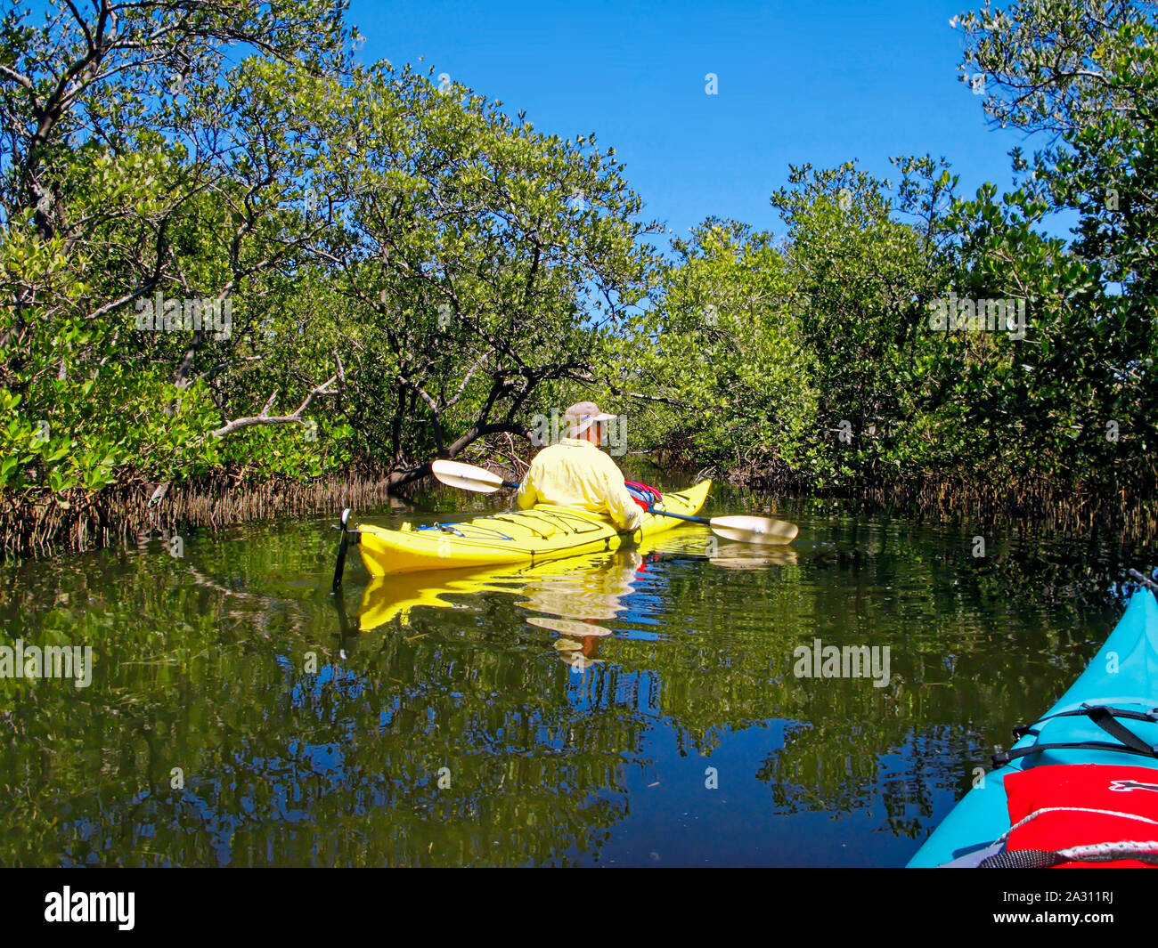 2 kayaks ; l'homme, mangrove creek ; réflexion ; l'eau peu profonde, étroite ; loisirs ; loisirs ; la compétence, la nature ; activité physique ; Gasparilla son ; comté de Lee Banque D'Images