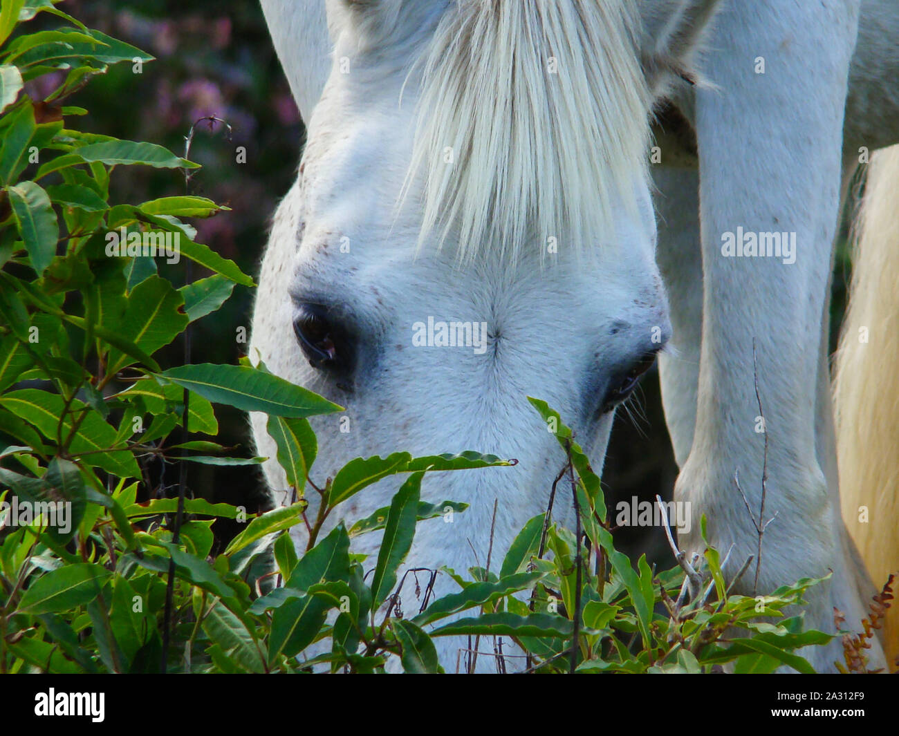 Cheval blanc le pâturage dans l'île de Corvo, Açores, Portugal Banque D'Images