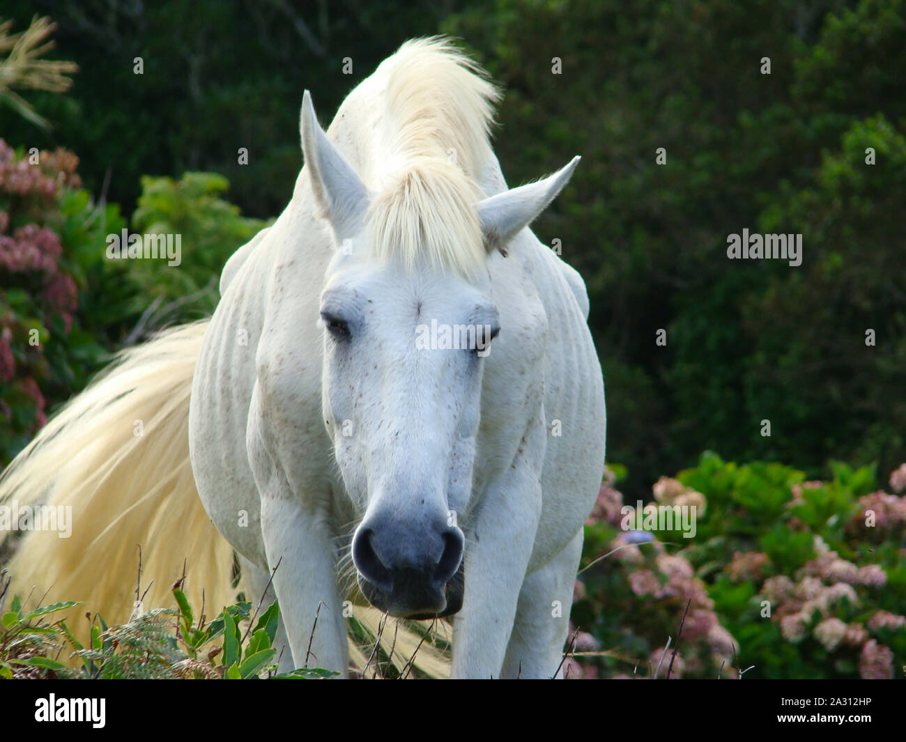 Cheval blanc le pâturage dans l'île de Corvo, Açores, Portugal Banque D'Images