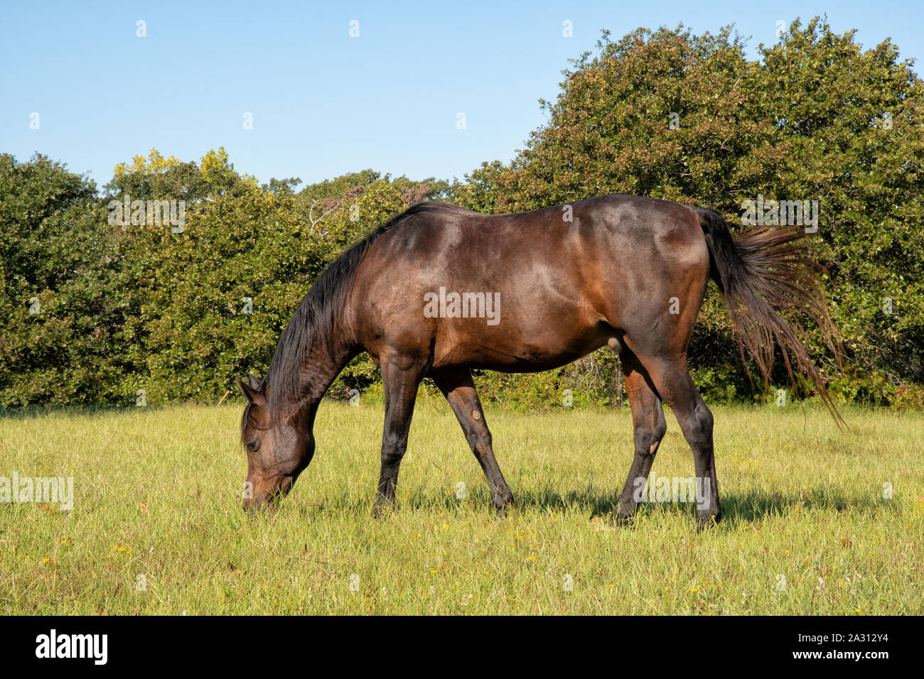 The Bay horse paissant dans un pâturage d'automne ensoleillée Banque D'Images