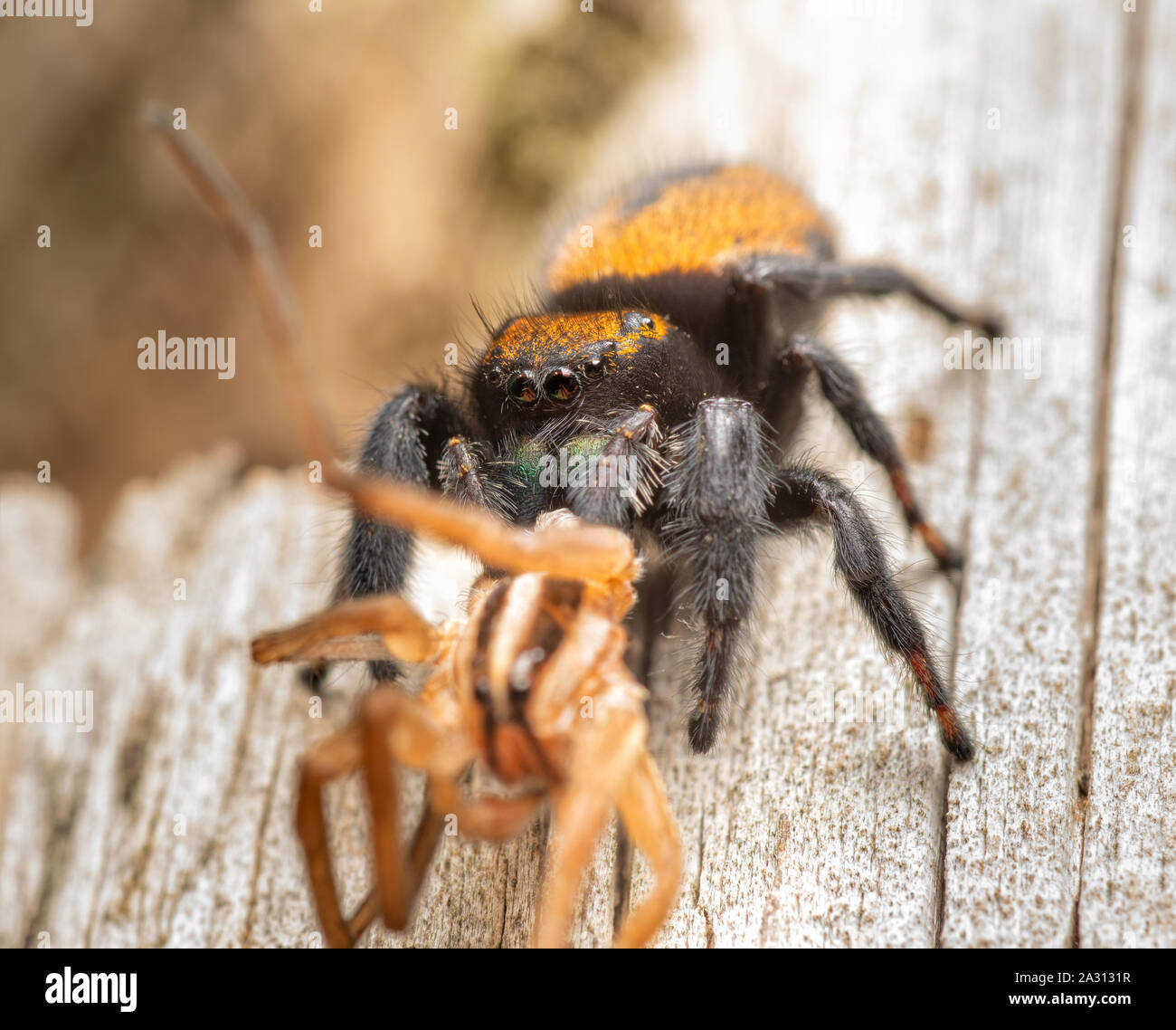 Apache femelle araignée sauteuse Phidippus, apacheanus, manger une grande wolf spider sur le côté d'un poteau de clôture en bois Banque D'Images