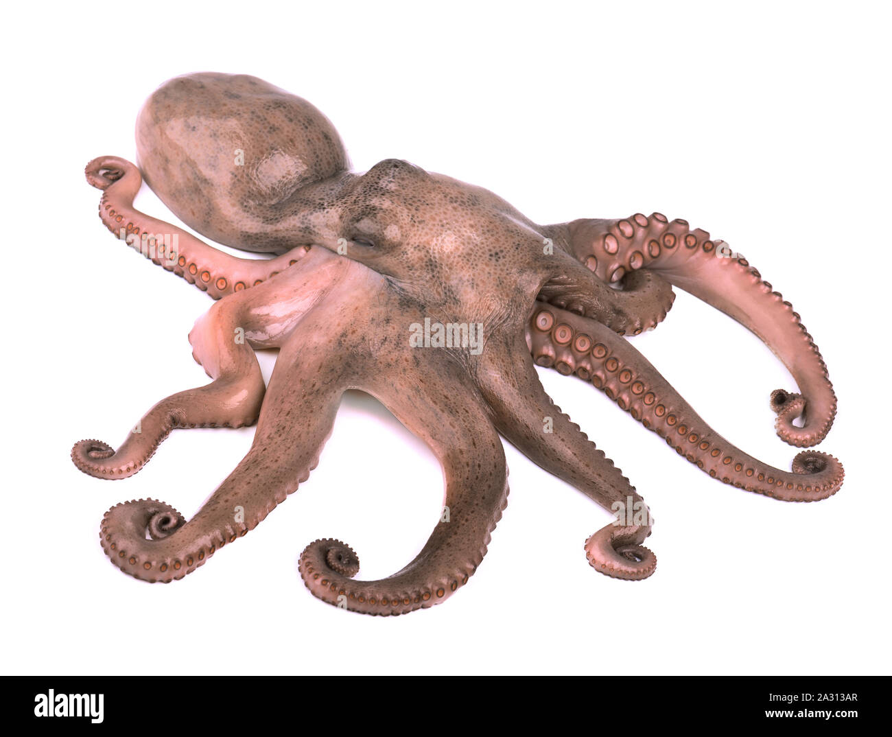 Octopus isolé sur fond blanc. Tentacules de pieuvre fraîche isolé Banque D'Images